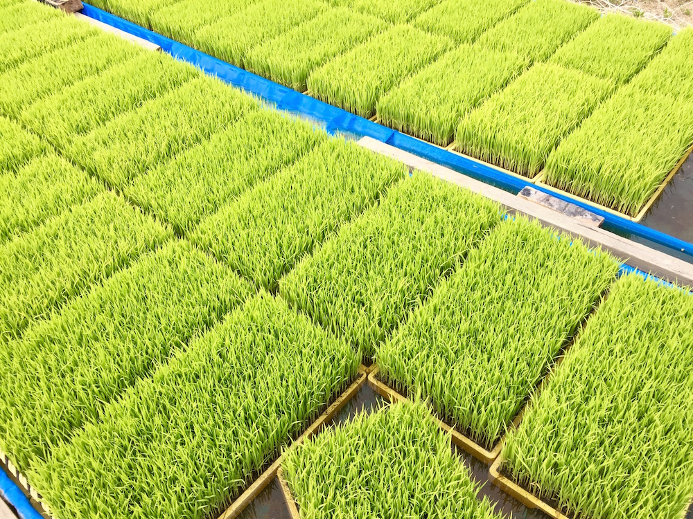 田植え前の稲。6月18日19日は稲作ワークショップ!