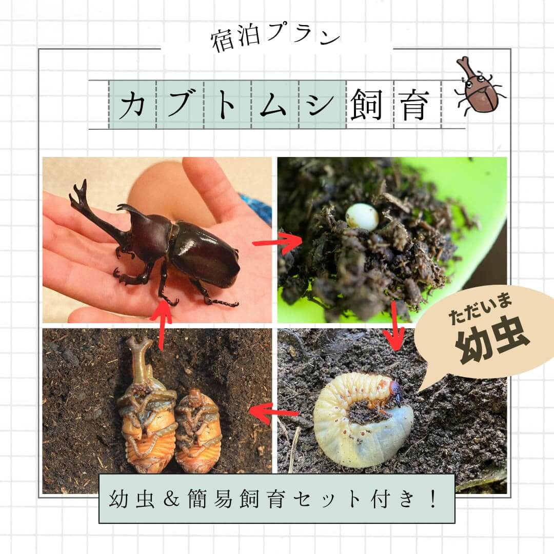 “カブトムシ幼虫採集プランPR"